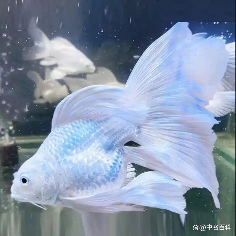 詳細(xì)閱讀:蝴蝶鯉躲避空間需要多大 蝴蝶鯉躲避空間需要多大